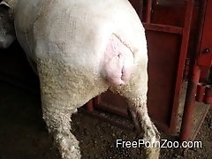 Sheep with tight pink anus looks like a good fuck material