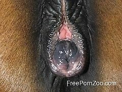This stallion's asshole looks so juicy and fuckable, isn't it?