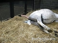Farmer experience anal sex with beautiful horse in stable