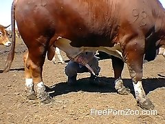Watch how big farm animal cums a very massive load of semen